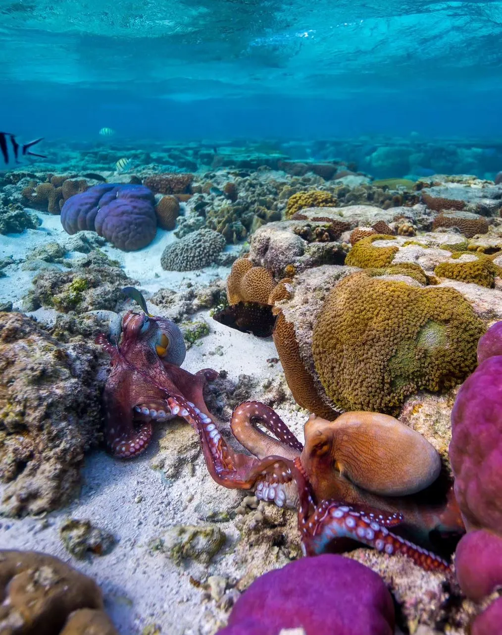 Finding Where It Is On The Reef