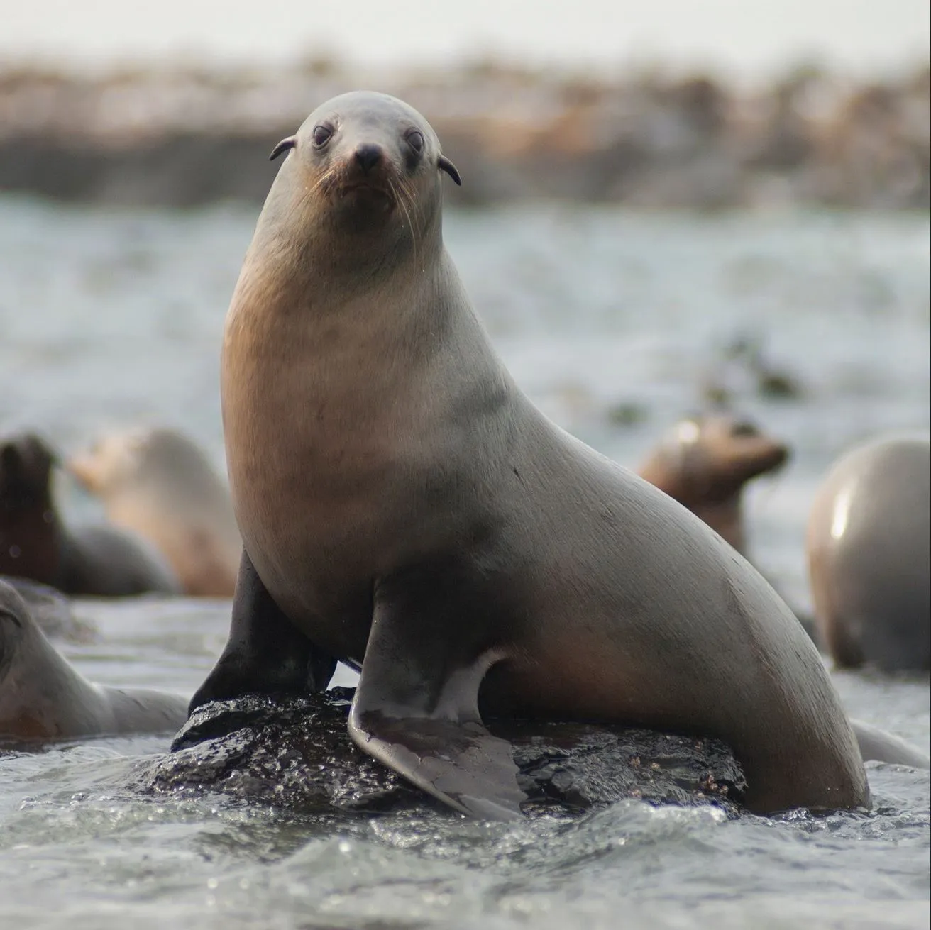 See seals, Phillip Island