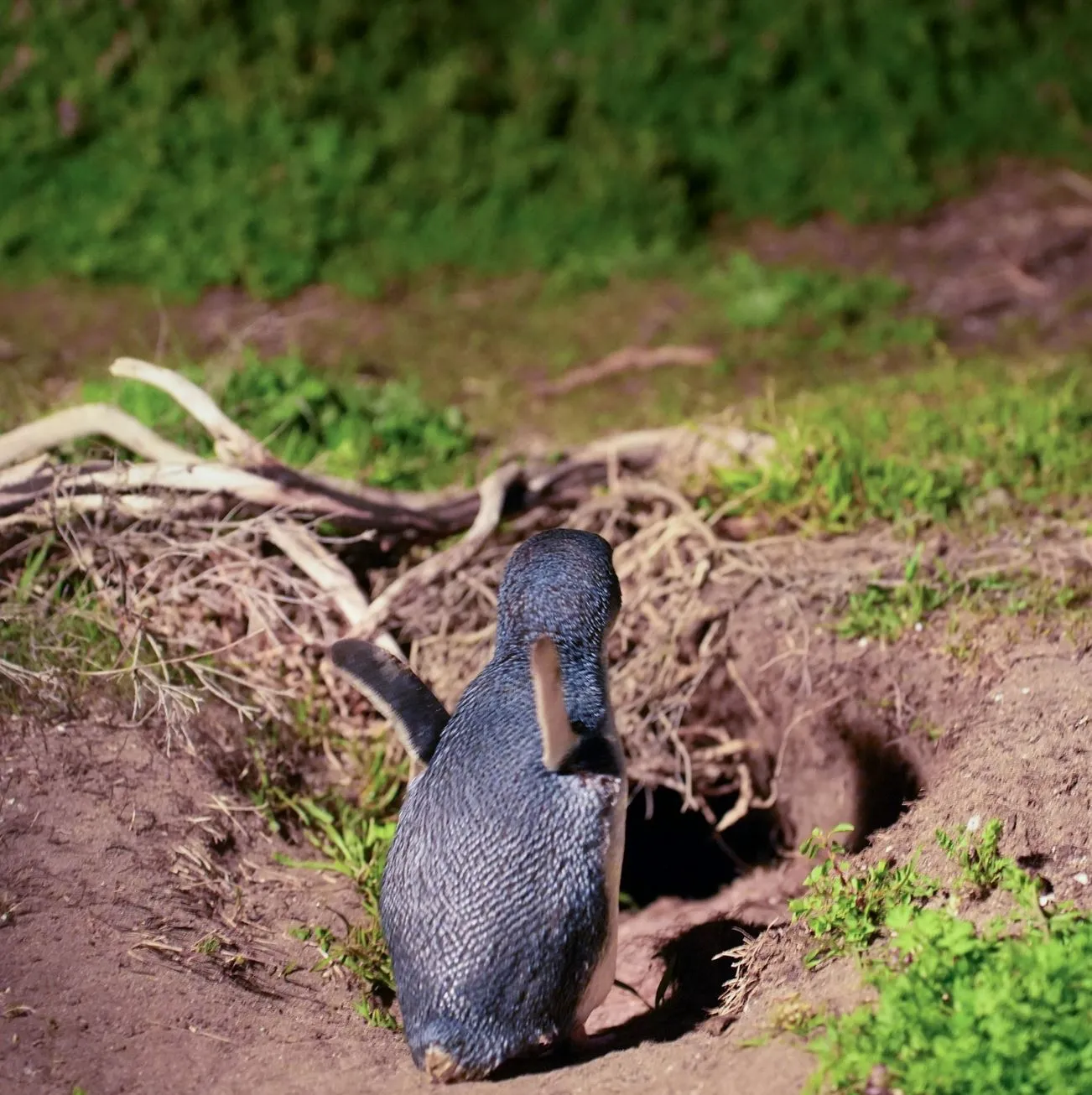 penguins, Phillip Island